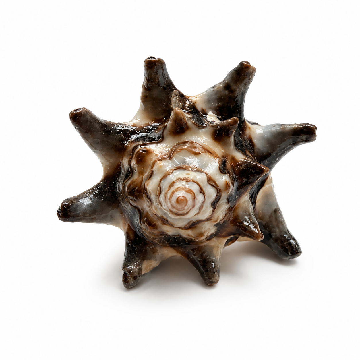 Shell Ring Star Murex