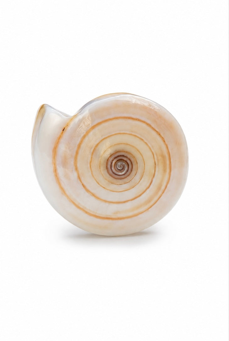 Solars Shell Ring
