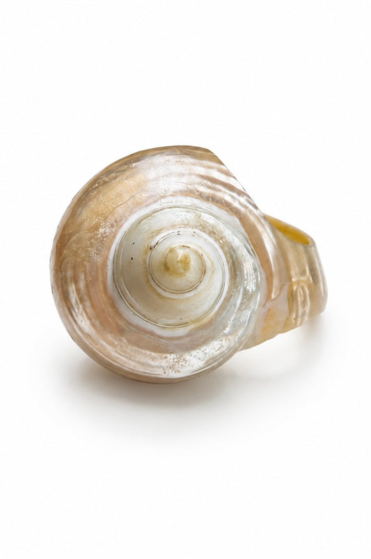 Nautilus Gold Shell Ring