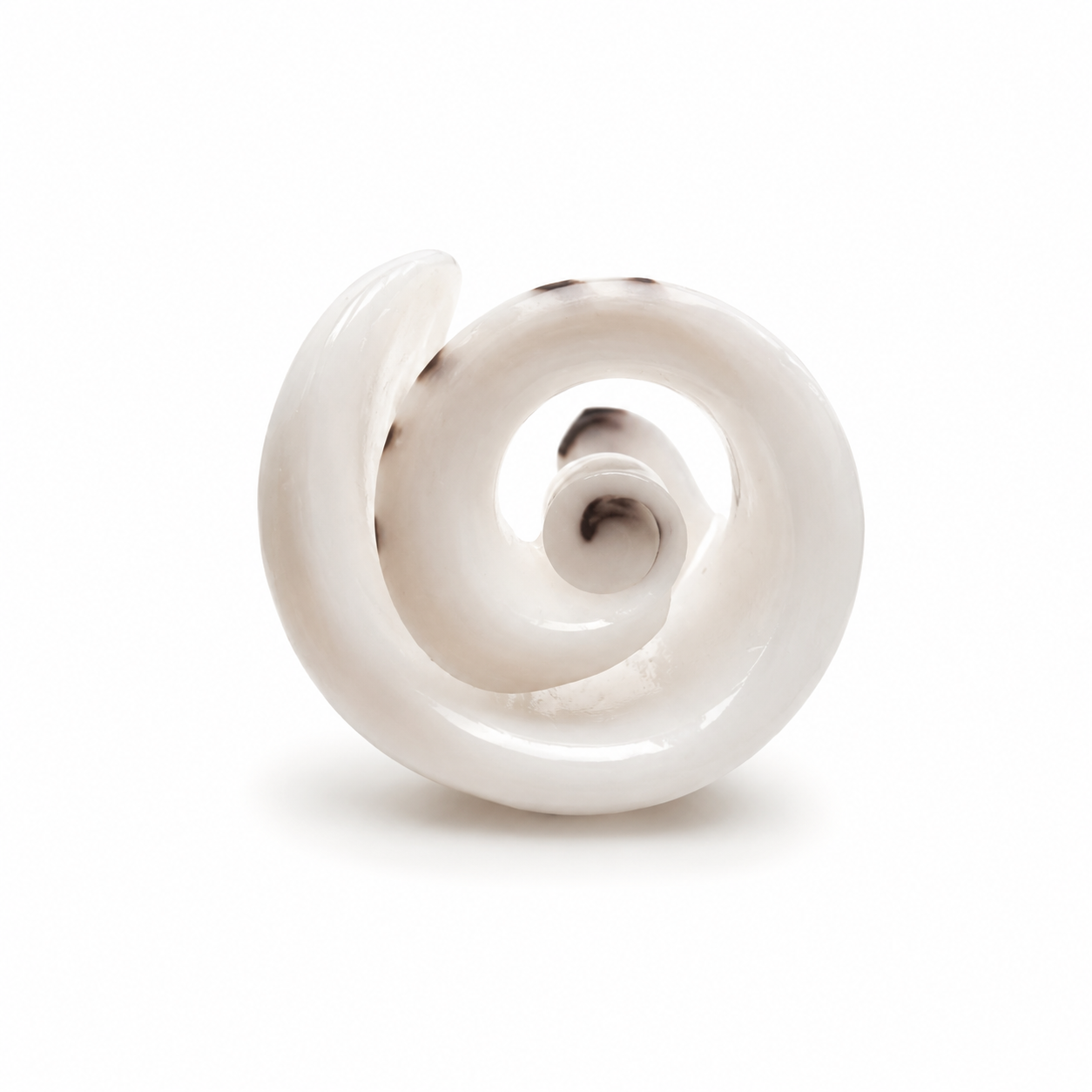 Spiral Point Shell Ring