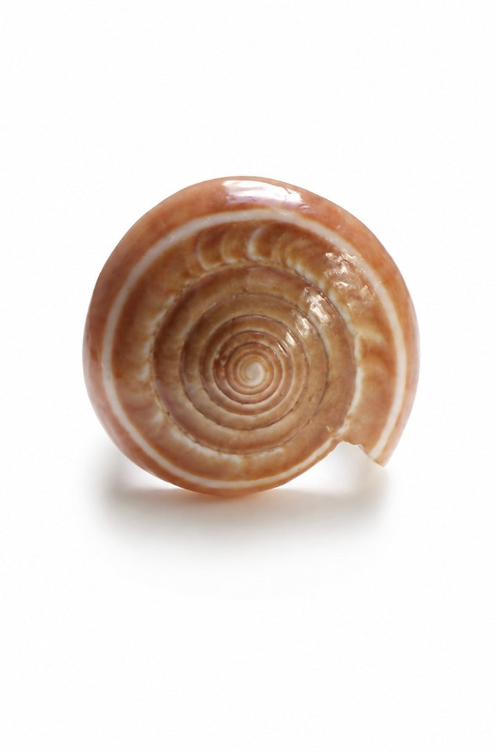 Thalassa Shell Ring