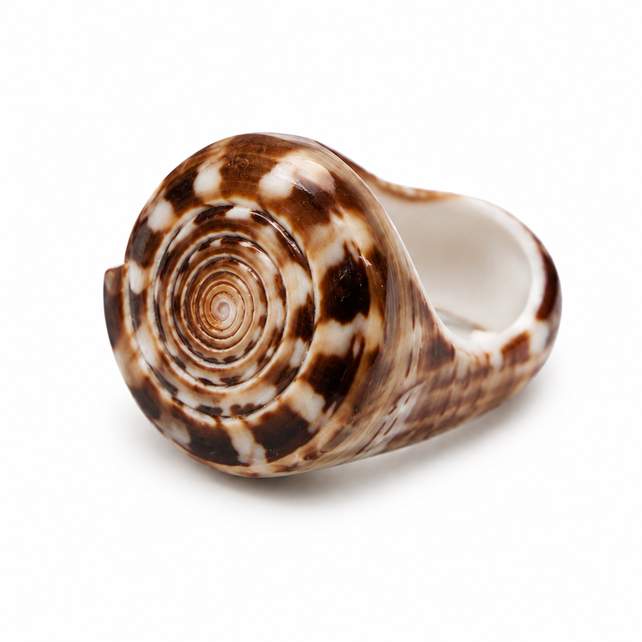 Nautilus Shell Ring Light brown